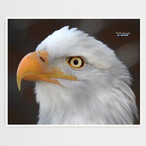 16x20 Bald Eagle Closeup Photography Oil Painting Art Poster‎